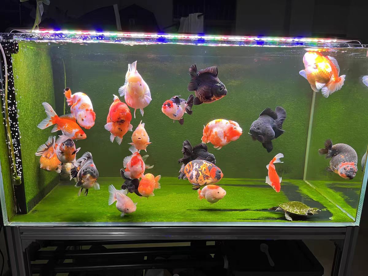 Aquarium Light With Optical Le - Aquarium Marine Clearwater recension och pris
